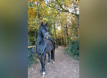 Hannoveriano, Caballo castrado, 4 años, 167 cm, Castaño oscuro