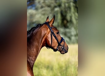 Hannoveriano, Caballo castrado, 4 años, 167 cm, Castaño oscuro