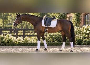 Hannoveriano, Caballo castrado, 4 años, 167 cm, Castaño oscuro