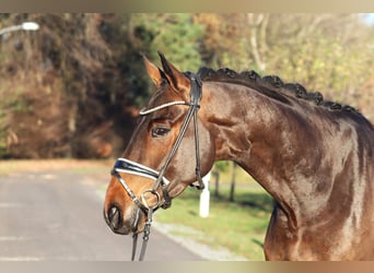 Hannoveriano, Caballo castrado, 4 años, 167 cm, Castaño oscuro