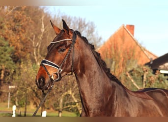 Hannoveriano, Caballo castrado, 4 años, 167 cm, Castaño oscuro