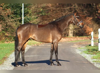 Hannoveriano, Caballo castrado, 4 años, 167 cm, Castaño oscuro