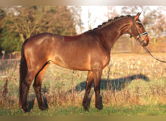 Hannoveriano, Caballo castrado, 4 años, 167 cm, Castaño oscuro