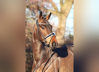 Hannoveriano, Caballo castrado, 4 años, 167 cm, Castaño oscuro