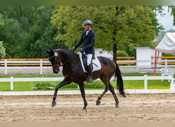 Hannoveriano, Caballo castrado, 4 años, 167 cm, Castaño oscuro