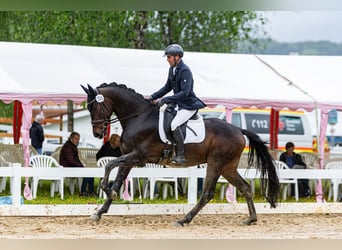 Hannoveriano, Caballo castrado, 4 años, 167 cm, Castaño oscuro