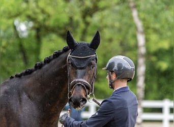 Hannoveriano, Caballo castrado, 4 años, 167 cm, Castaño oscuro