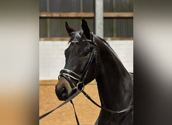 Hannoveriano, Caballo castrado, 4 años, 167 cm, Castaño oscuro