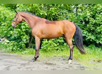 Hannoveriano, Caballo castrado, 4 años, 167 cm, Castaño oscuro