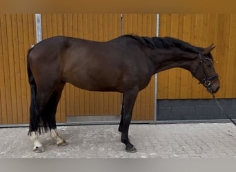 Hannoveriano, Caballo castrado, 4 años, 167 cm, Castaño oscuro