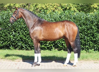 Hannoveriano, Caballo castrado, 4 años, 167 cm, Castaño oscuro