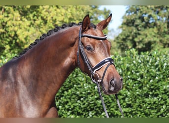 Hannoveriano, Caballo castrado, 4 años, 167 cm, Castaño oscuro