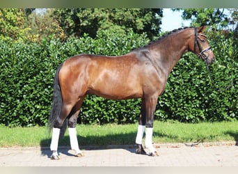 Hannoveriano, Caballo castrado, 4 años, 167 cm, Castaño oscuro