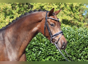 Hannoveriano, Caballo castrado, 4 años, 167 cm, Castaño oscuro