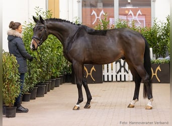 Hannoveriano, Caballo castrado, 4 años, 167 cm, Castaño oscuro