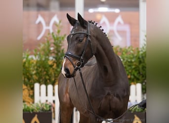 Hannoveriano, Caballo castrado, 4 años, 167 cm, Castaño oscuro