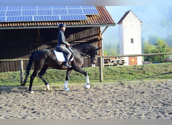 Hannoveriano, Caballo castrado, 4 años, 167 cm, Castaño oscuro