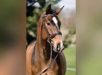 Hannoveriano, Caballo castrado, 4 años, 167 cm, Castaño rojizo