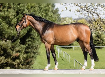 Hannoveriano, Caballo castrado, 4 años, 167 cm, Castaño rojizo