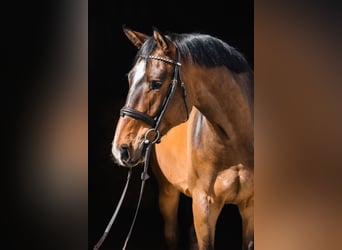 Hannoveriano, Caballo castrado, 4 años, 167 cm, Castaño rojizo