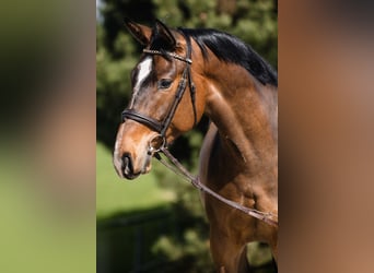 Hannoveriano, Caballo castrado, 4 años, 167 cm, Castaño rojizo