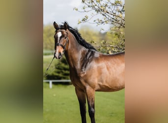 Hannoveriano, Caballo castrado, 4 años, 167 cm, Castaño rojizo