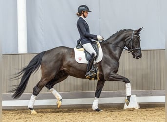 Hannoveriano, Caballo castrado, 4 años, 167 cm, Morcillo