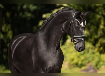 Hannoveriano, Caballo castrado, 4 años, 167 cm, Negro