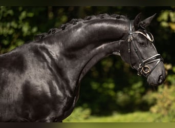Hannoveriano, Caballo castrado, 4 años, 167 cm, Negro