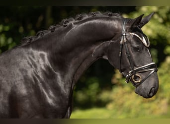 Hannoveriano, Caballo castrado, 4 años, 167 cm, Negro