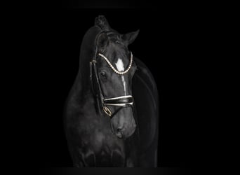Hannoveriano, Caballo castrado, 4 años, 167 cm, Negro