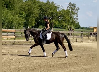 Hannoveriano, Caballo castrado, 4 años, 167 cm, Negro