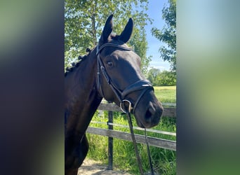 Hannoveriano, Caballo castrado, 4 años, 167 cm, Negro