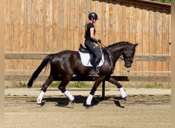Hannoveriano, Caballo castrado, 4 años, 167 cm, Negro