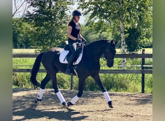 Hannoveriano, Caballo castrado, 4 años, 167 cm, Negro