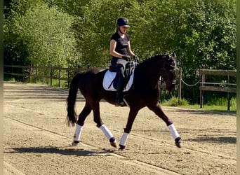 Hannoveriano, Caballo castrado, 4 años, 167 cm, Negro