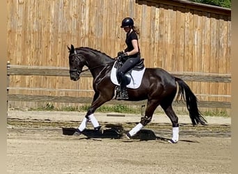 Hannoveriano, Caballo castrado, 4 años, 167 cm, Negro