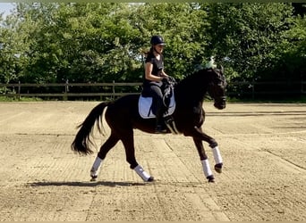Hannoveriano, Caballo castrado, 4 años, 167 cm, Negro