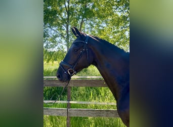 Hannoveriano, Caballo castrado, 4 años, 167 cm, Negro