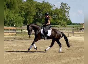 Hannoveriano, Caballo castrado, 4 años, 167 cm, Negro