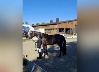 Hannoveriano, Caballo castrado, 4 años, 167 cm, Negro