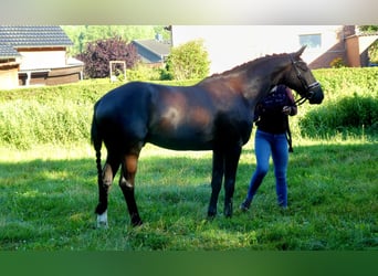 Hannoveriano, Caballo castrado, 4 años, 167 cm, Negro