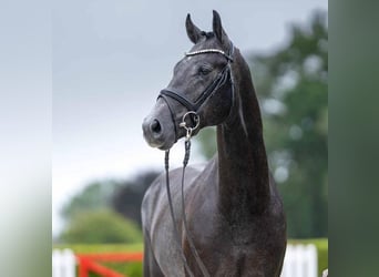 Hannoveriano, Caballo castrado, 4 años, 167 cm, Tordo