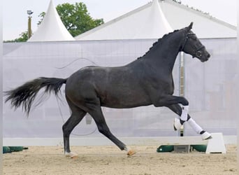 Hannoveriano, Caballo castrado, 4 años, 167 cm, Tordo