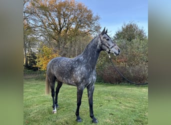 Hannoveriano, Caballo castrado, 4 años, 167 cm, Tordo rodado