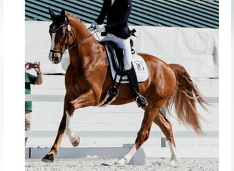 Hannoveriano, Caballo castrado, 4 años, 168 cm, Alazán