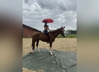Hannoveriano, Caballo castrado, 4 años, 168 cm, Alazán