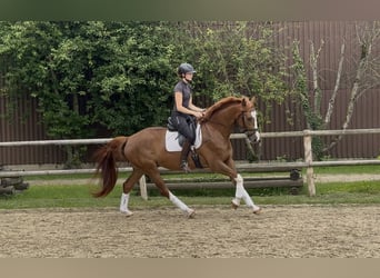 Hannoveriano, Caballo castrado, 4 años, 168 cm, Alazán