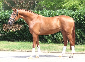 Hannoveriano, Caballo castrado, 4 años, 168 cm, Alazán