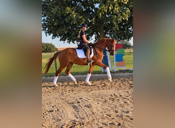 Hannoveriano, Caballo castrado, 4 años, 168 cm, Alazán